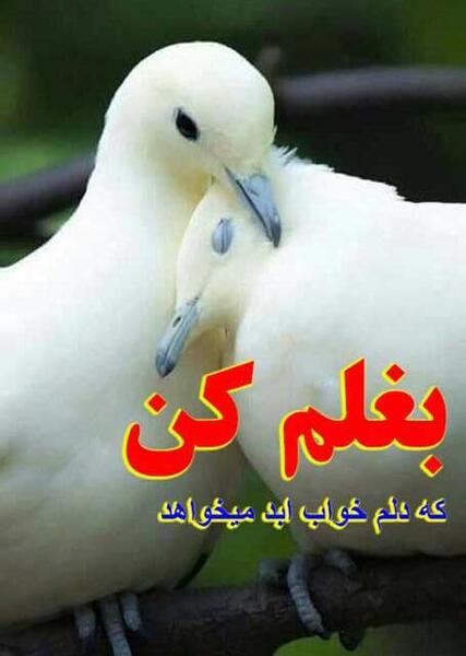 عکس پروفایل لاتی کبوتر