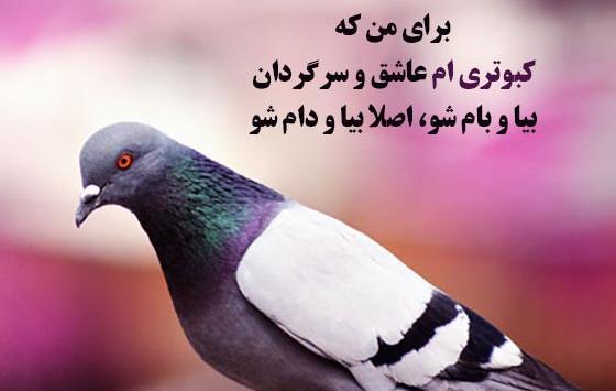 عکس پروفایل لاتی کبوتر