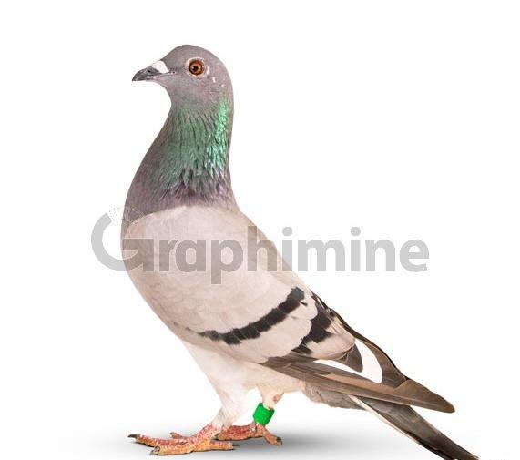 عکس پروفایل لاتی کبوتر