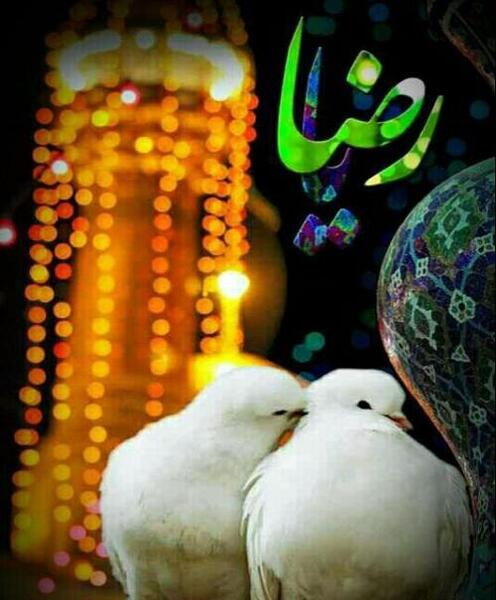 عکس پروفایل لاتی کبوتر