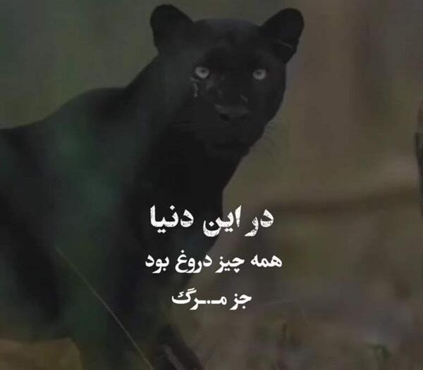 عکس لاتی با تفنگ