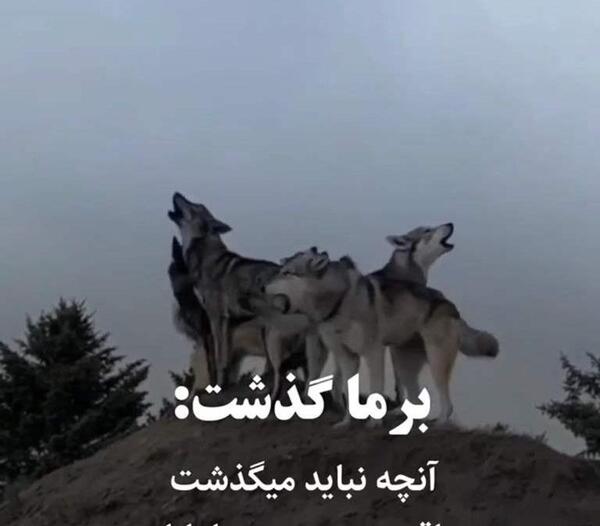 لاتی عکس پروفایل تفنگ با متن