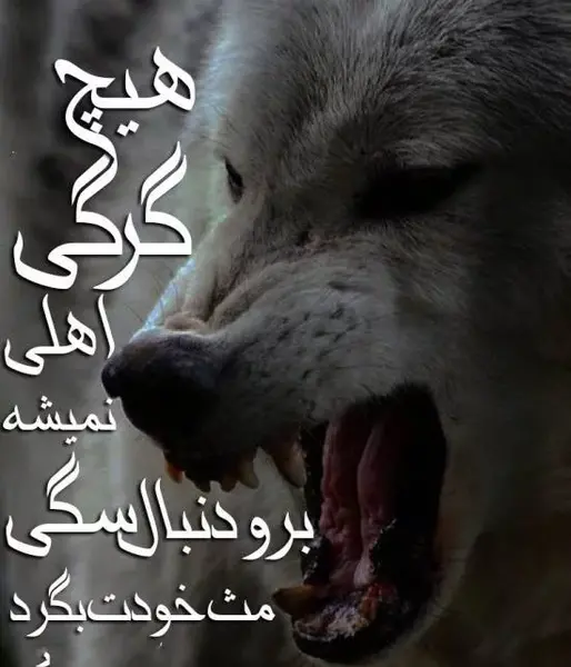 لاتی عکس پروفایل تفنگ نوشته