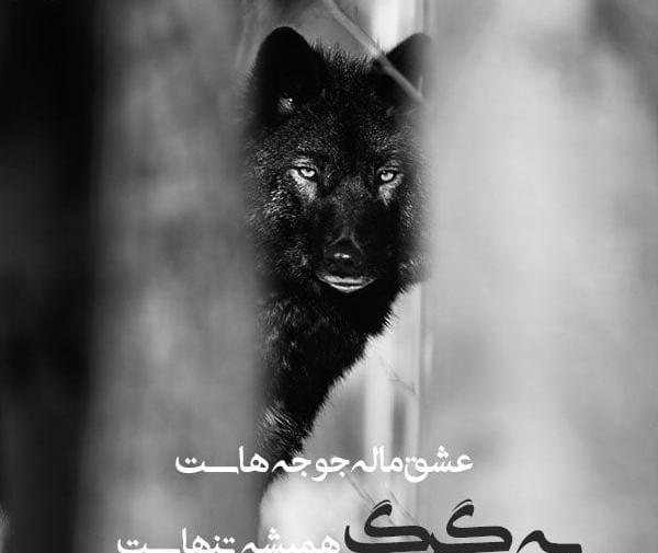 عکس لاتی با متن خفن