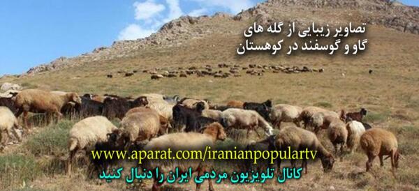 عکس ی گله گاو
