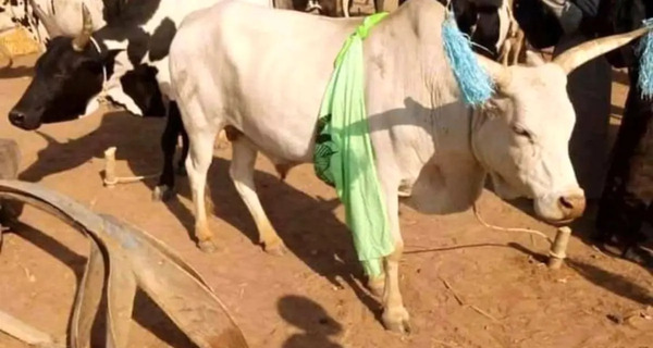 عکس کوچولو ترین گاو دنیا