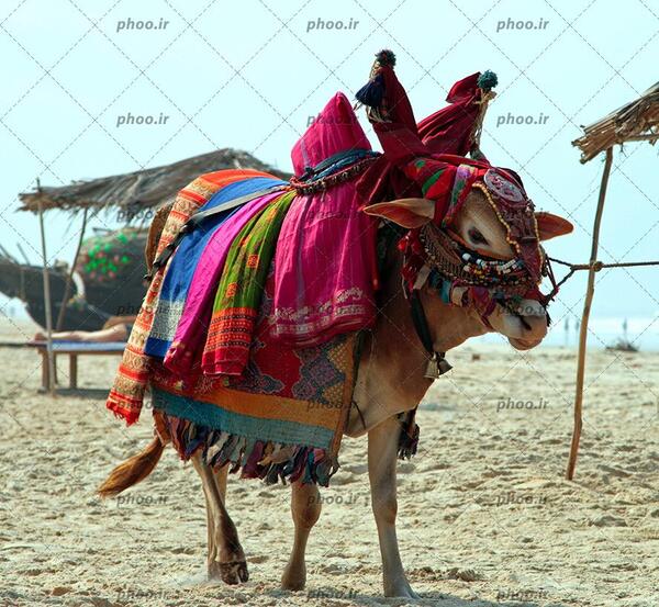 یک عکس از گاو