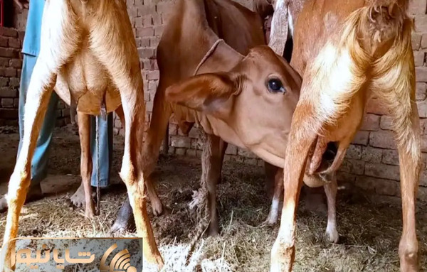 عکس یه گله گاو
