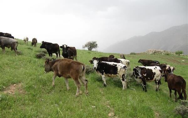 عکس یه گله گاو