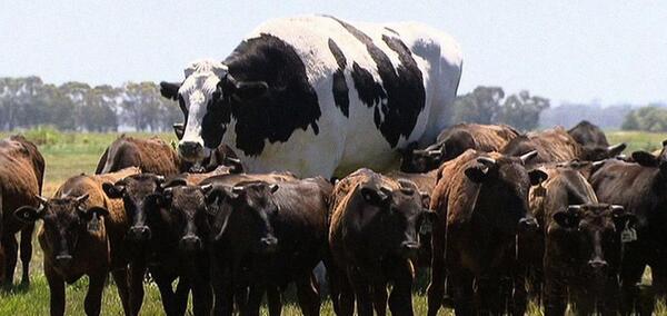 عکس یه گله گاو