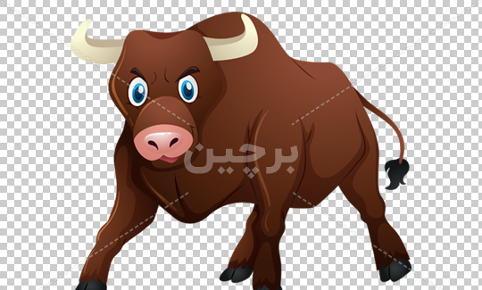 عکس های گاوهای وحشی