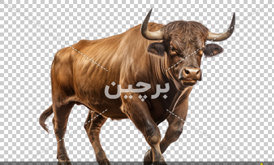 عکس های گاوهای وحشی