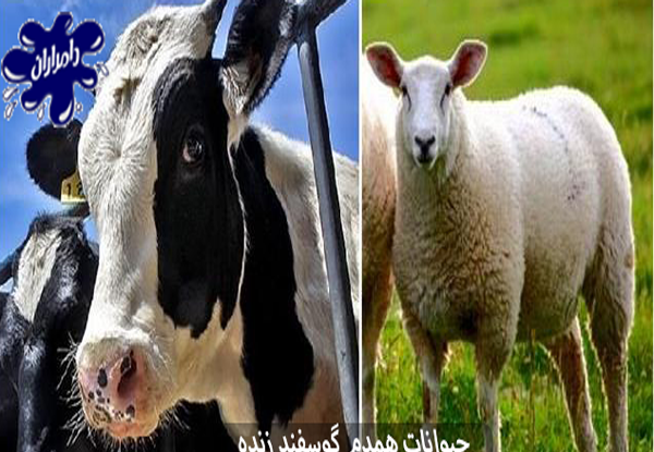 عکس گاو و گوسفند و سگ