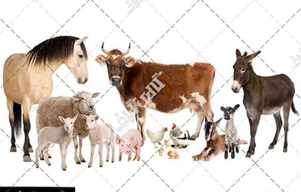 عکس گاو با اسب