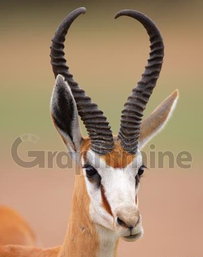 عکس گاو گاوغوک