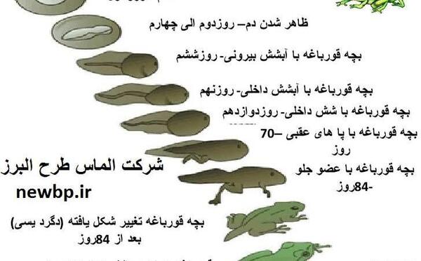 عکس گاو گاوغوک