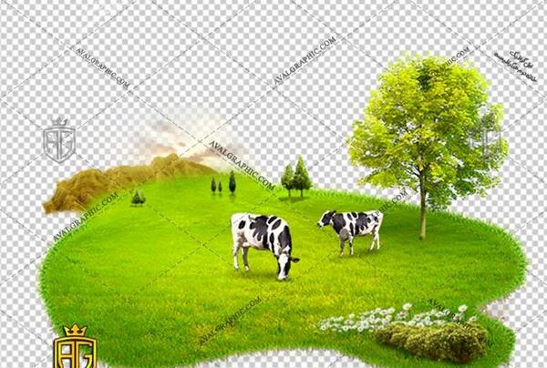 دانلود عکس گاو ماده