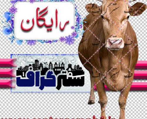 دانلود عکس گاو ماده
