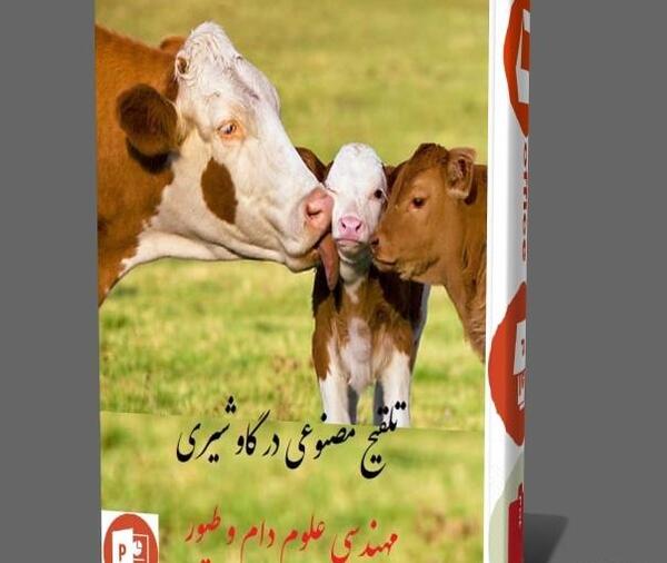 دانلود عکس گاو ماده