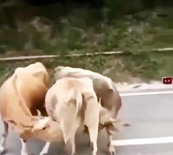 عکس گاو نرو ماده