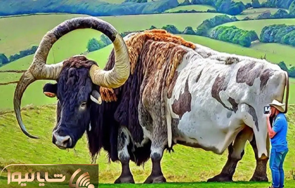 عکس گاو نرو ماده