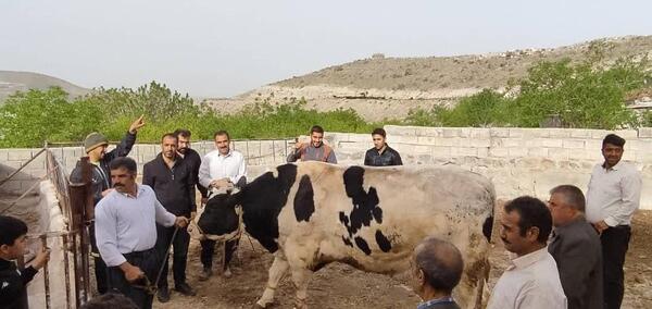 عکس گاو نر محلی گیلان