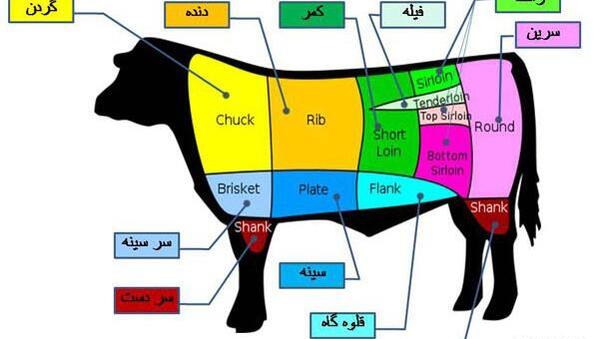 عکس ماهیچه گاو