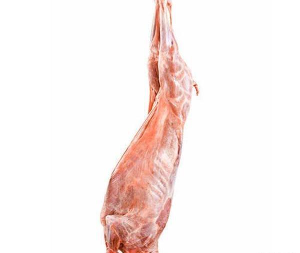 عکس ماهیچه گاو