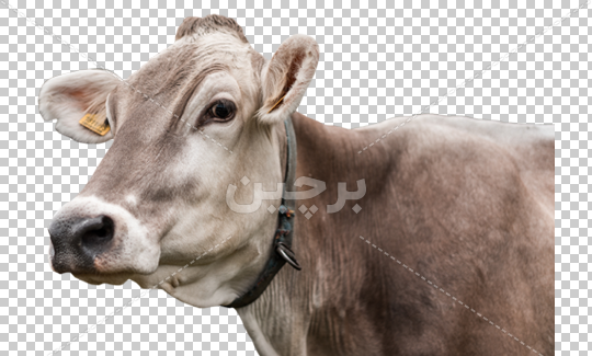 عکس گاو و گوساله کارتونی