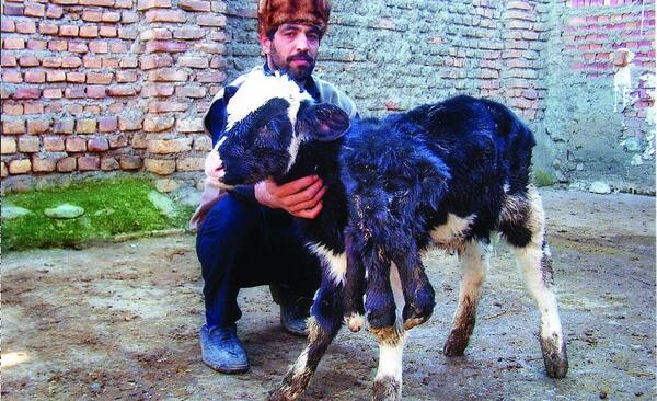 عکس گاو با گوساله