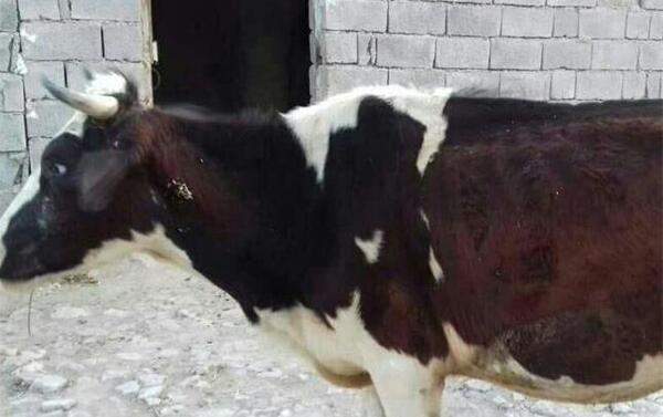 عکس گاو و گوساله اش