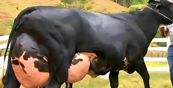 عکس گاو فیلم گاو