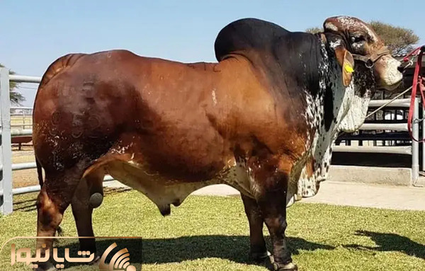 عکس گاو فیلم گاو
