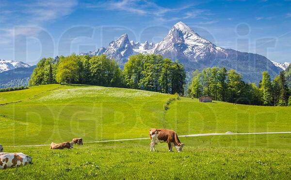 عکس های گاو کوهی