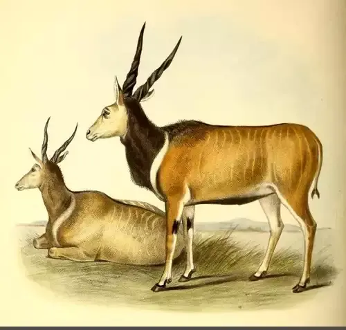 عکس های گاو کوهی