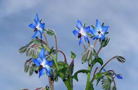عکس گل گاو زبان کوهی خشک شده