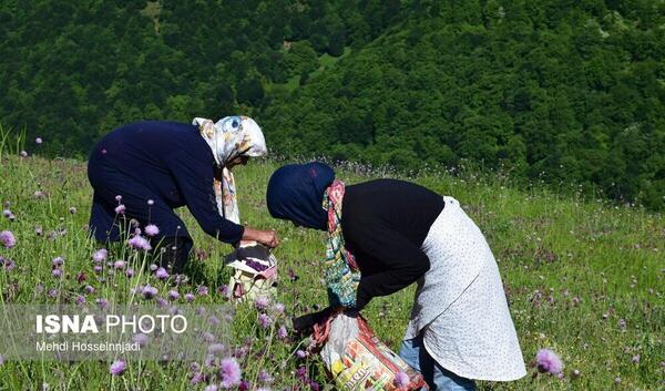 عکس گل گاو زبان کوهی خشک شده