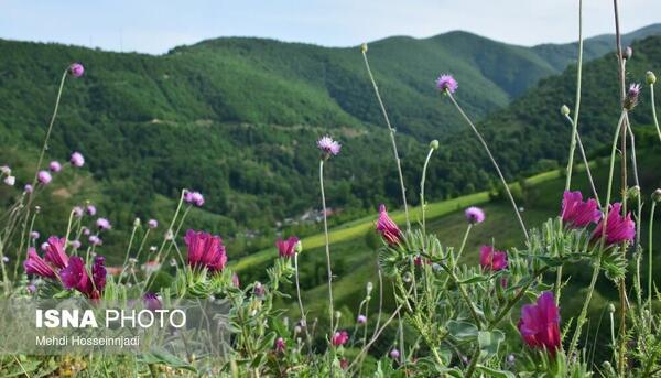 عکس گل گاو زبان کوهی خشک شده