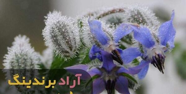 عکس گل گاو زبان کوهی خشک شده