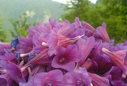عکس گل گاو زبان کوهی خشک شده