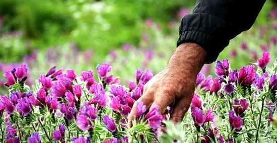 عکس گل گاو زبان کوهی خشک شده