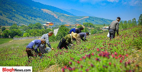 عکس گل گاو زبان کوهی خشک شده