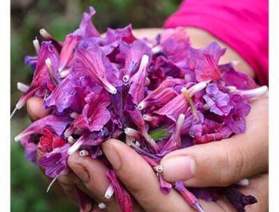 عکس گل گاو زبان کوهی خشک شده