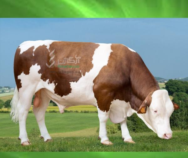 عکس قوی ترین گاو