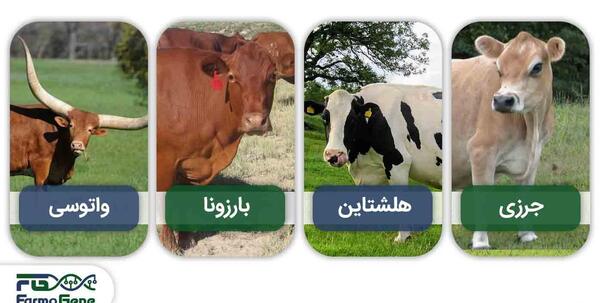 عکس قشنگ ترین گاو جهان