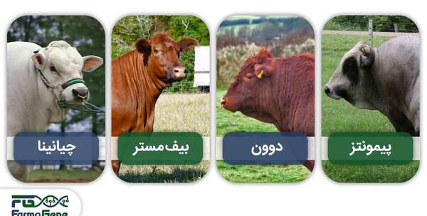 عکس قشنگ ترین گاو جهان