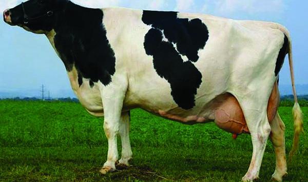 عکس گاوهای قشنگ