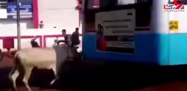 عکس عروسی گاو