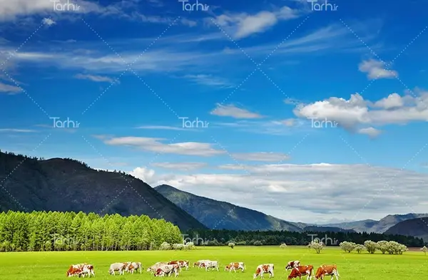 عکس طبیعت با گاو