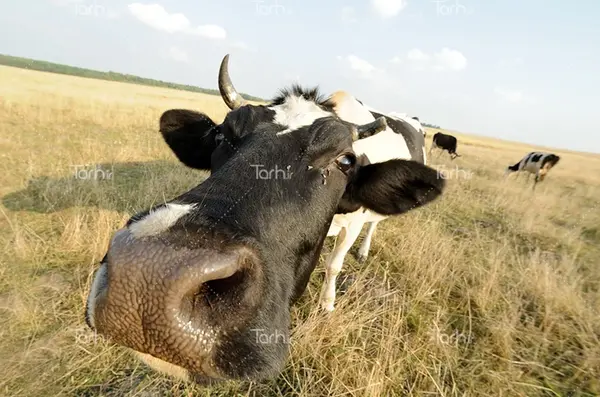 عکس طبیعت با گاو